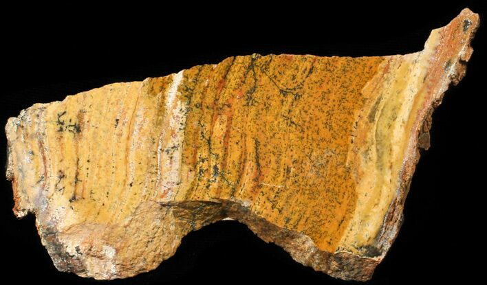 Strelley Pool Stromatolite - Billion Years Old #62743